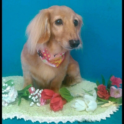 imgPL606247717_1462885668083