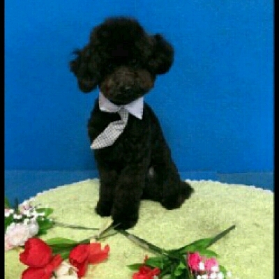 imgPL606247717_1463828212324