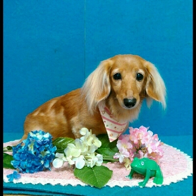 imgPL606247717_1465388113249