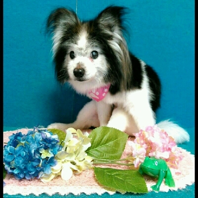 imgPL606247717_1465388113250