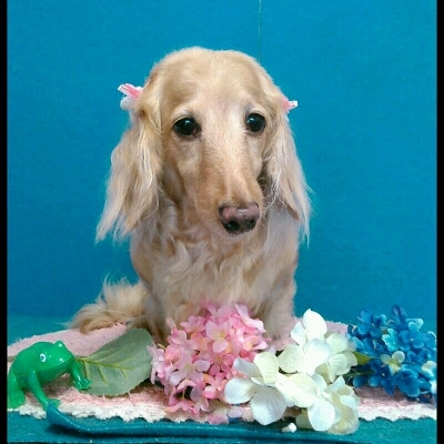 imgPL606247717_1465465406547