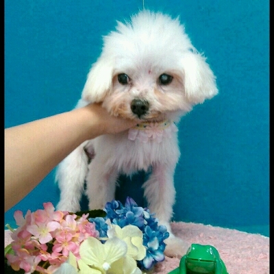 imgPL606247717_1465465406548