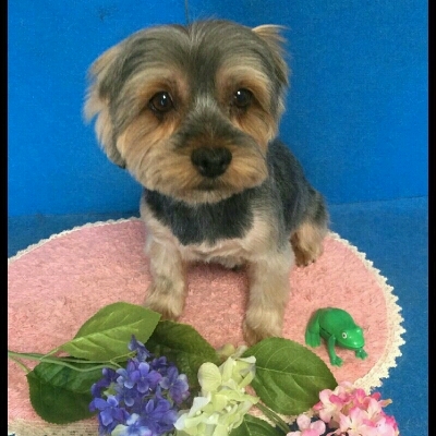 imgPL606247717_1465569574823