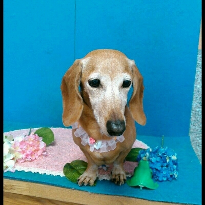 imgPL606247717_1465658845516