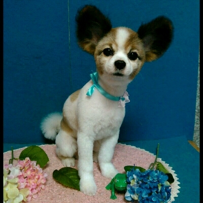 imgPL606247717_1465807860783