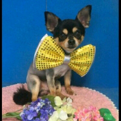 imgPL606247717_1467814036788