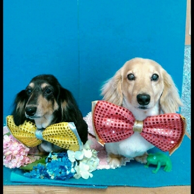 imgPL606247717_1467888244706