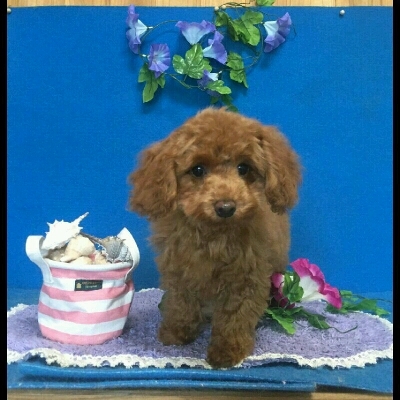 imgPL606247717_1467982273621