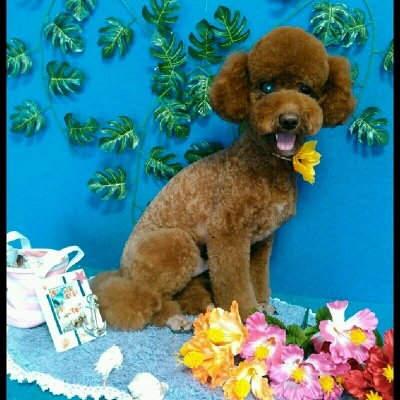 imgPL606247717_1468245261004