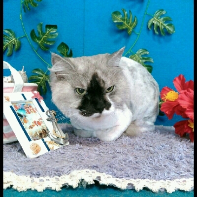 imgPL606247717_1468317859420