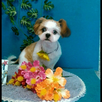 imgPL606247717_1470755078876