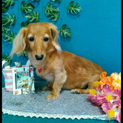 imgPL606247717_1471965284194