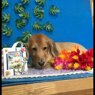 imgPL606247717_1471965757232