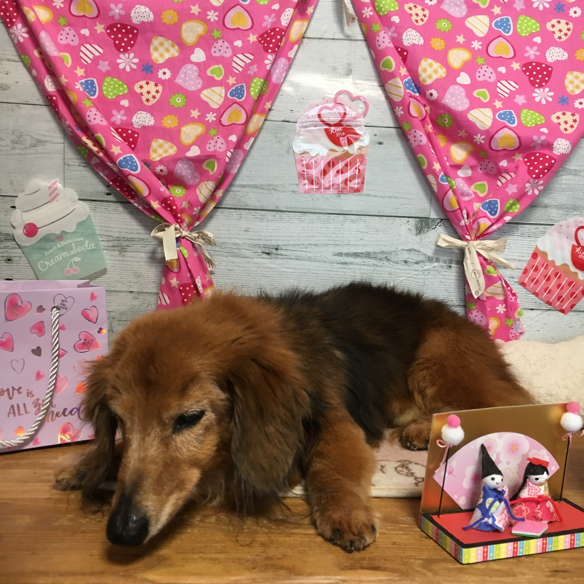 ミニーちゃん シンバくん コロくんのトリミング 堺市の動物病院 おおいずみ動物病院 ミニーちゃん シンバくん コロくんのトリミング 堺市の動物病院 おおいずみ動物病院
