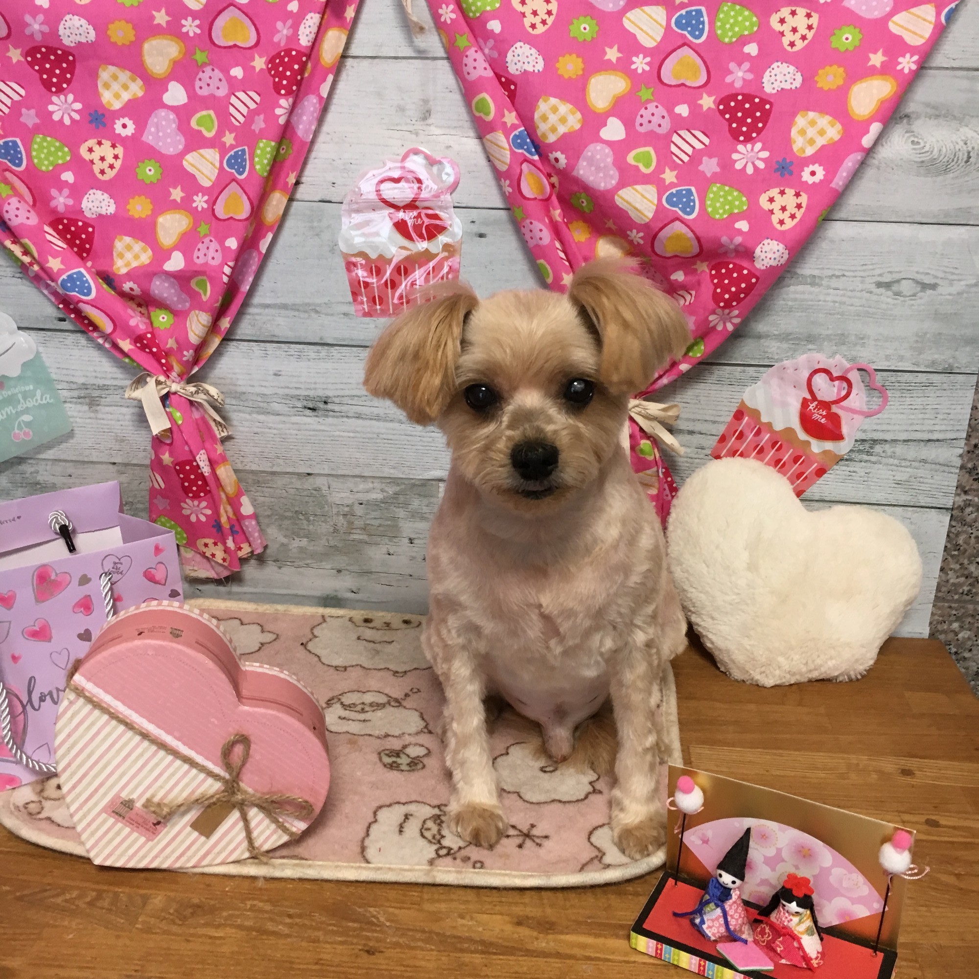 ミニーちゃん シンバくん コロくんのトリミング 堺市の動物病院 おおいずみ動物病院 ミニーちゃん シンバくん コロくんのトリミング 堺市の動物病院 おおいずみ動物病院